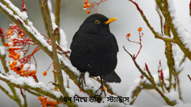 ধন নিয়ে উক্তি, স্ট্যাটাস