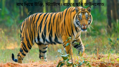 বাঘ নিয়ে উক্তি, স্ট্যাটাস। বাঘের ছবি ডাউনলোড