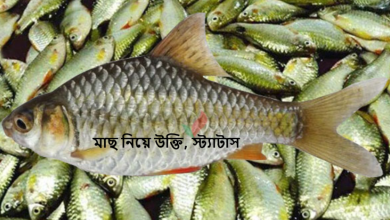 মাছ নিয়ে উক্তি, স্ট্যাটাস